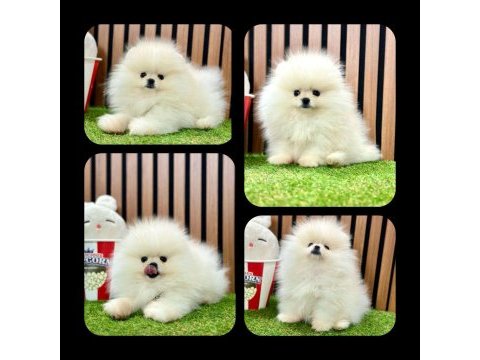 Teddy bear pomeranian boo bebeklerimiz