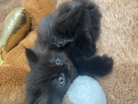 Ayıcık surat british longhair erkek yavru kedi