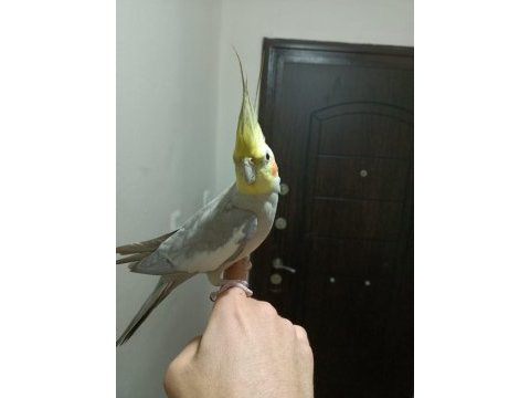 Erkek sultan papağanı