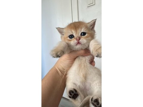 A kalite british shorthair gold yavrular