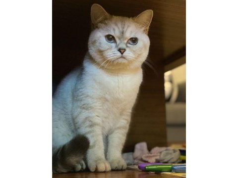 09.09.23 ns11 erkek british shorthair