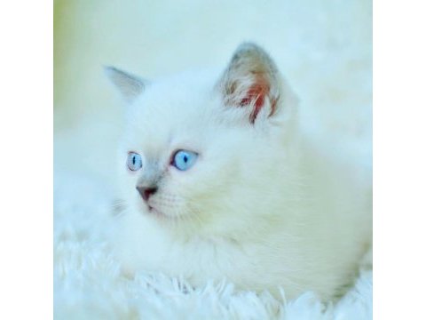 Harika mavi göz blue point british shorthair