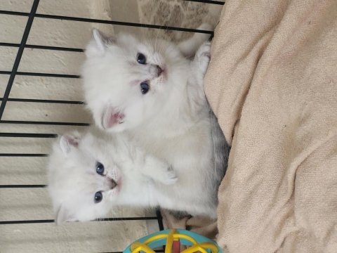 British shorthair kedilerim