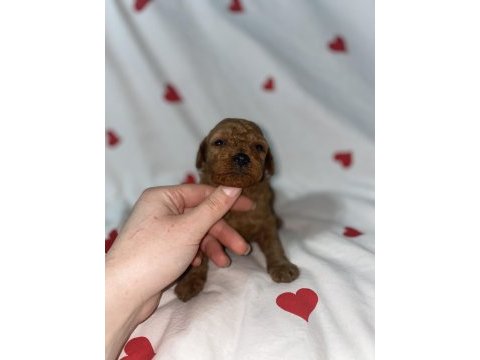 Toy poodle bebekler yılbaşına hazır