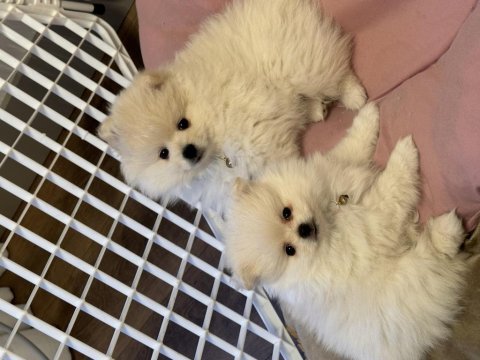 Pomeranian boo 2 adet yeni sahiplerini bekliyor