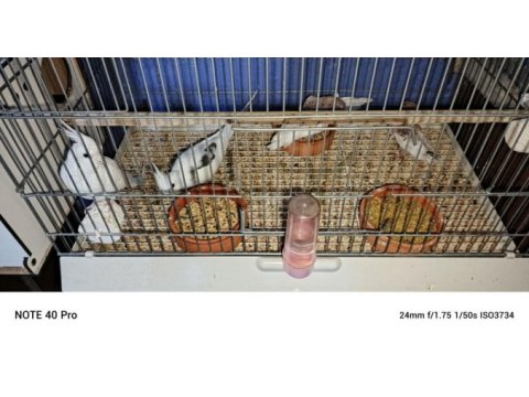 1.5 yaşında bakımlı heawy takim sultan papağanı