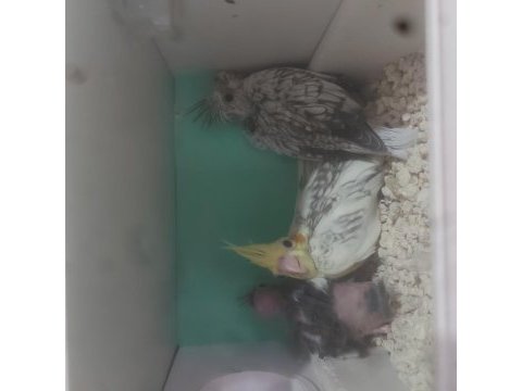 Yeme düşen sultan papağanı bebekler