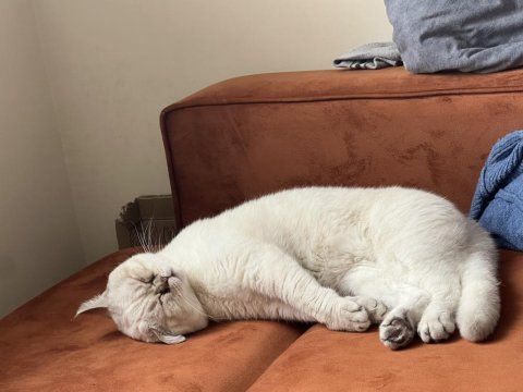 Ücretsiz sahiplendirme british shorthair kedisi