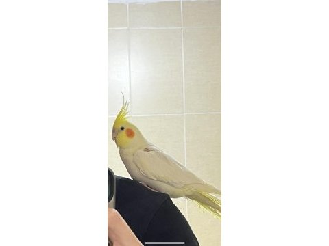 Sultan papağanı 1,5 yaşında