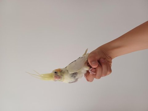 Sağlıklı oyuncu erkek sultan papağanı yavru