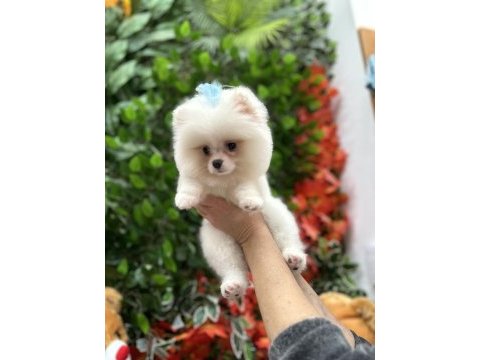 Safkan orjinal şecereli pomeranian boo