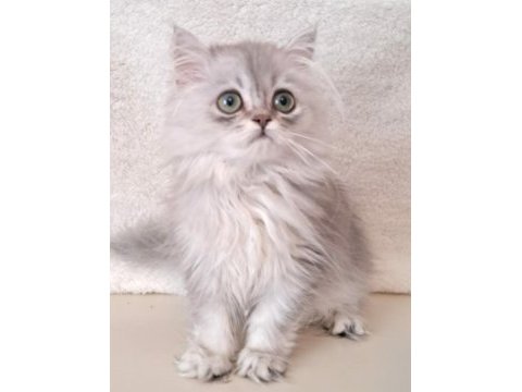 1 yaşında güzel british kedimiz gümüş