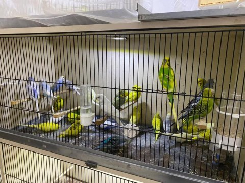 Antalyada eve teslim muhabbet kuşu kafes