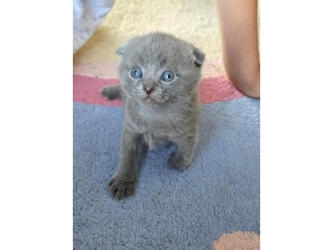 British shorthair ve scottish fold yavrular