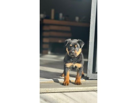 Efsanevi rottweiler yavrular dişi ve erkek