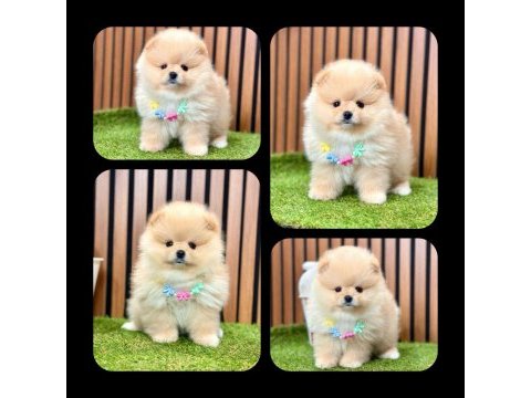 Teddy bear pomeranian boo bebeklerimiz