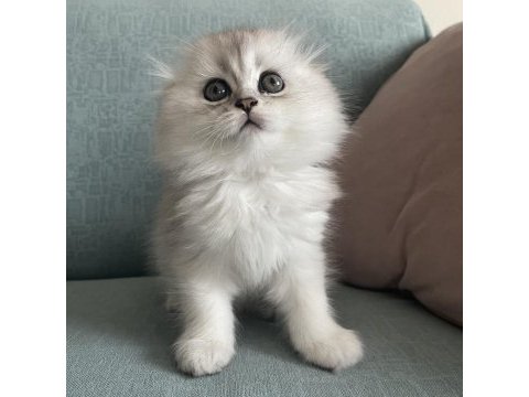 Gerçek kalite scottish fold longhair kardeşler