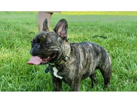 Sahibinden 1.5 yaşında french bulldog