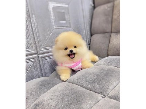 Pomeranian boo bebeğimiz bobi