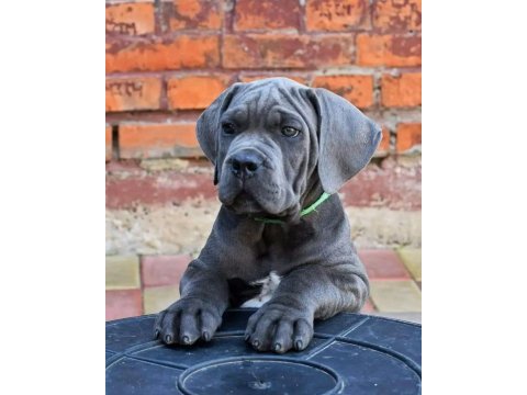 Siyah ve blue cane corso yavrular