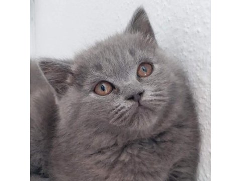 Bal gözlü ayı surat orjinal british kediler
