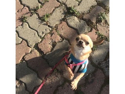 Chihuahua elma kafa sıfır numara en uygun