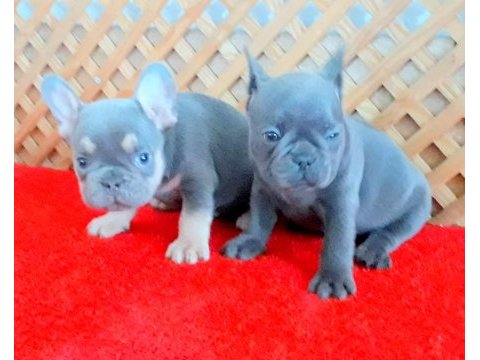 Blue quad erkek micro french bulldog yavrumuz izmir