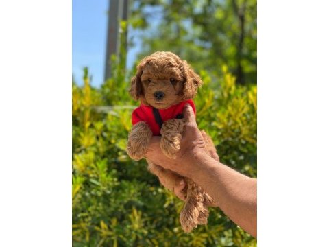 Ruhsatlı çiftliğimizden anne altı toy poodle