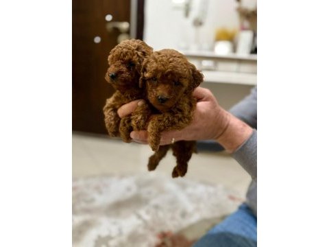 Red dark kore toy poodle yavrularım