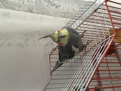 Sultan papağanı (erkek) 3 aylık