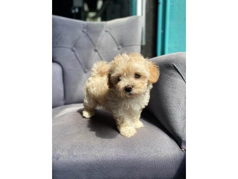 Maltipoo yavrular