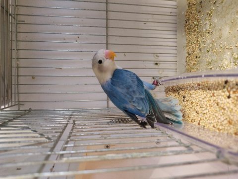 Bebek mavi boncuk sevda papağanı