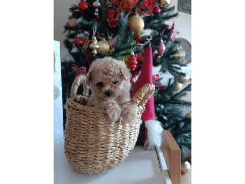 Poodle baba maltipoo anne eşleşme bebekleri