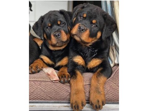 Rottweiler yavru köpekler