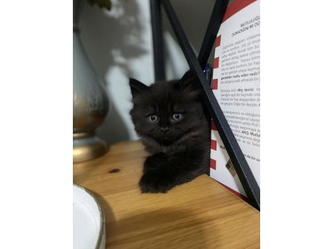 Ayıcık surat british longhair black cat