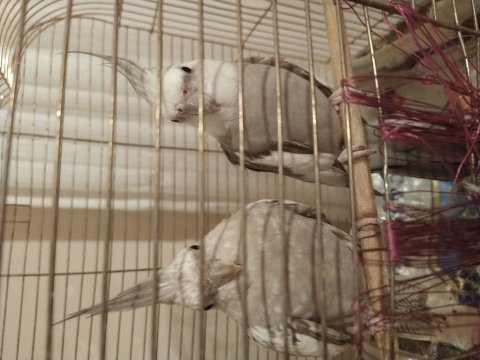 Grey çift sultan papağanı
