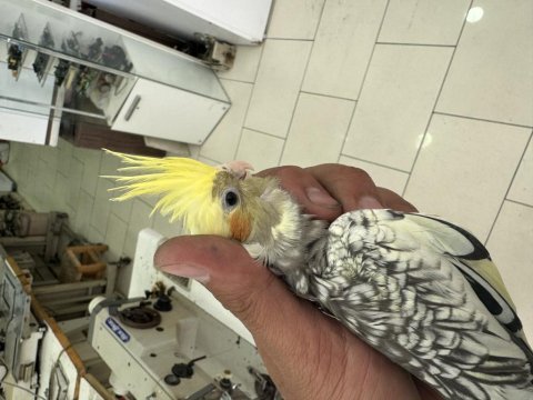 2 aylık sultan papağanları evcil