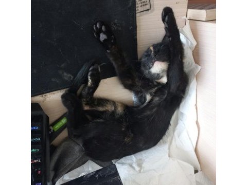 3 aylık yavru siyah kedimiz