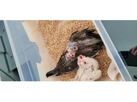 1.5 aylık el beslemelik sultan papağanı bebekler