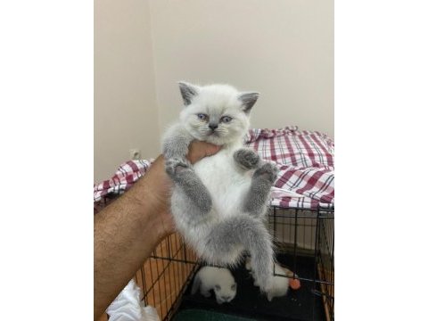 Teslime hazır point bebek british shorthair