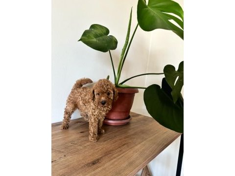 Uyguna red brown toy poodle dişi ve erkek evde büyüdüler