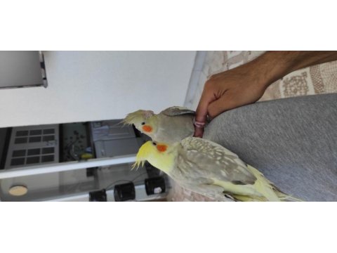 Erkek takaslı dişi sultan papağanı