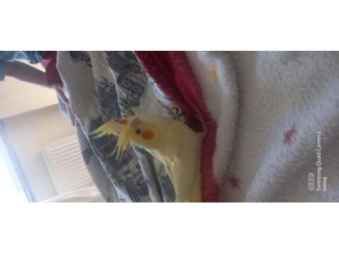 Yavru alıştırmalık lutino sultan papağanı