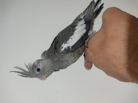 Ele kola alışık bebek sultan papağanı