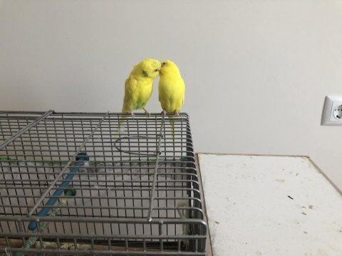 Sarı çift muhabbet kuşu