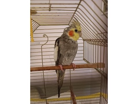 6 aylık sultan papağanı