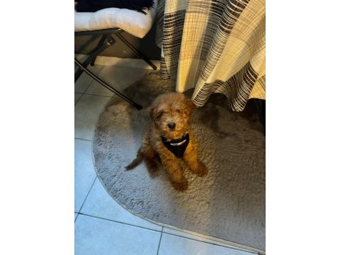 Yavru toy poodle