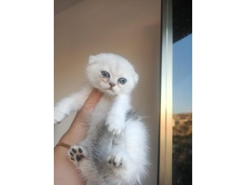 British shorthair ve scottish fold yavrular