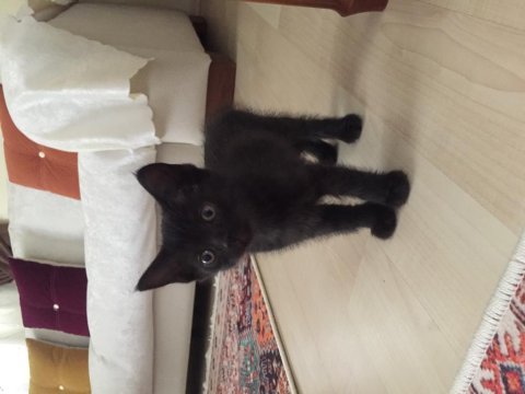 Scottish siyam kırması hem erkek hem dişi siyah kedimiz