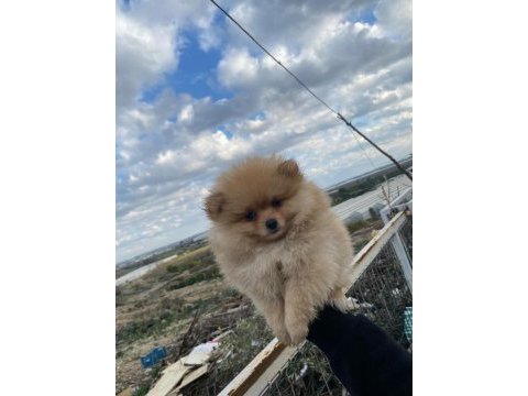 A kalite pomeranian mavi göz